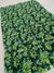 488002 Semi Chiffon Flower Printed Saree - Green