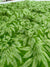 498005 Semi Chiffon Flower Printed Saree - Green